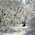 Farm Snowy Trail with Dogs